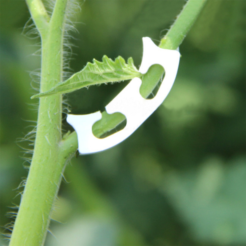 50/100pcs Botany-stem Vine Str - огляд і ціна Gardening Tools For Vines